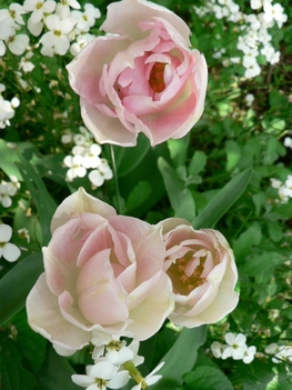 rózsa-tulipánok
