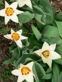 tulipán fehér, korai