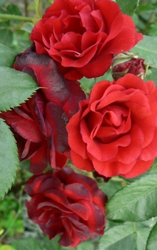 vörös-rózsák