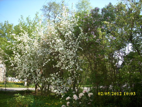Almafák virágban