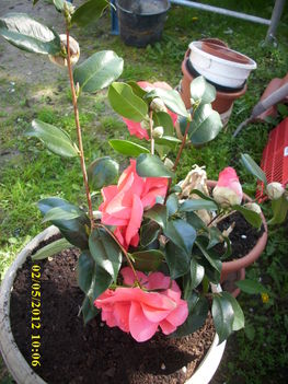 Camelia