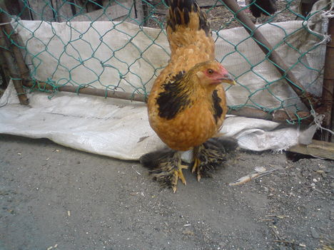 Csirke2