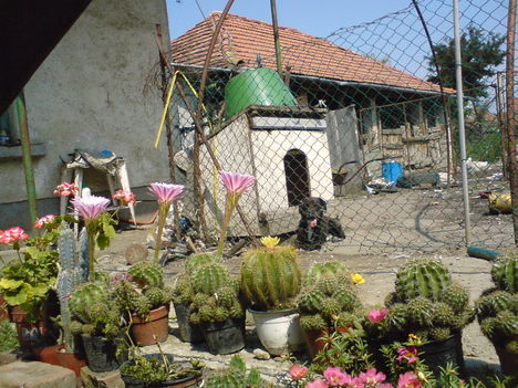 Kaktuszok01