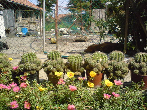 Kaktuszok02