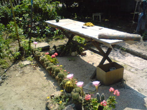 Kaktuszok06