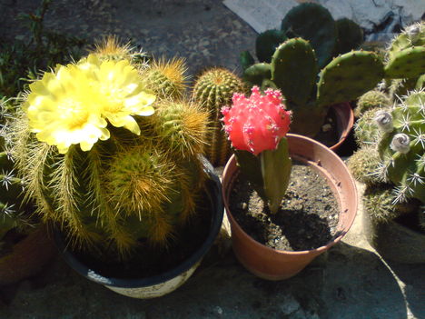 Kaktuszok10