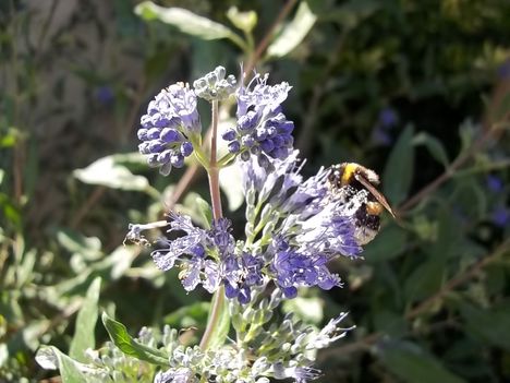 Kékszakál és a méhecske