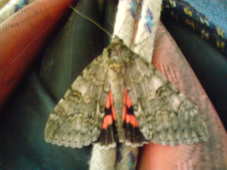 Lepke2