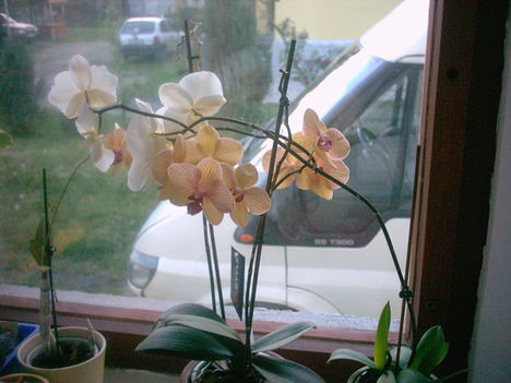 Orchidea1