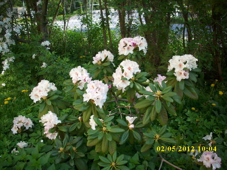 Rhododendron-bokor