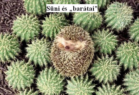 Süni