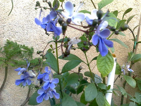 Ugandai kék pillangóvirág