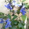 Ugandai kék pillangóvirág
