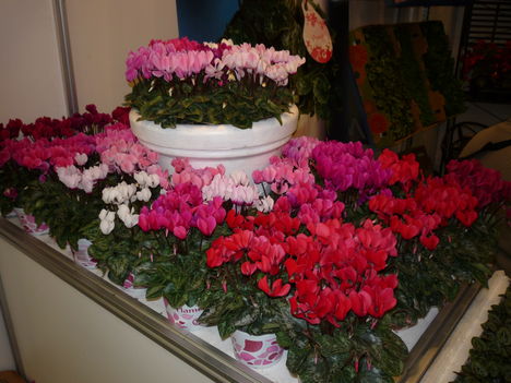 P1100135