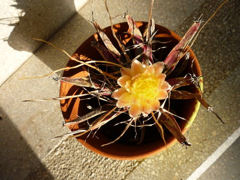 P1100163