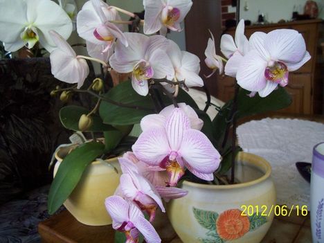 csíkos orchideám