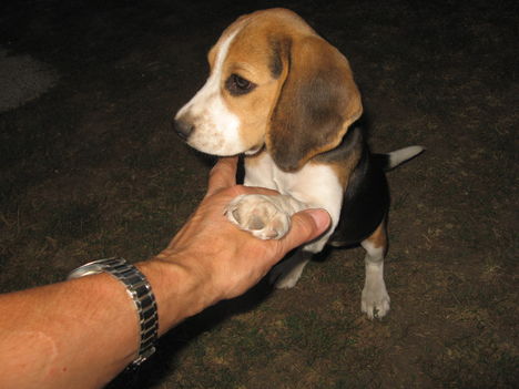 Daisy 1