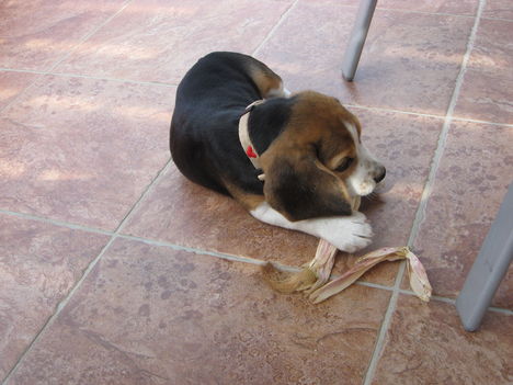 Daisy 2