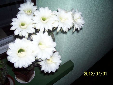Echinopsis - fehér