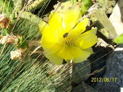fagytűrő opuntia és a méhike