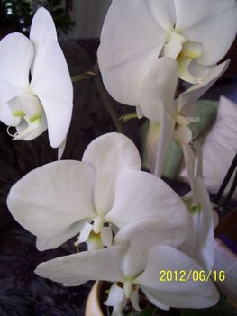 fehér orchideám