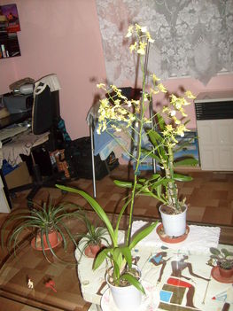 Oncidium