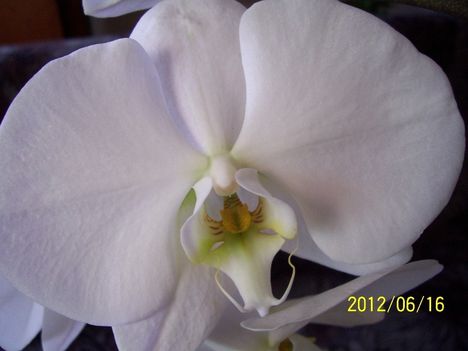 orchidea közelről