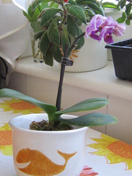 7 Mini orchideám