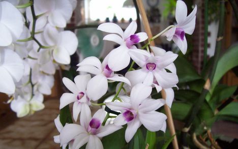 -----mini orchidea