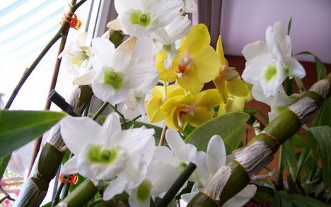 ----orchideák saját 006