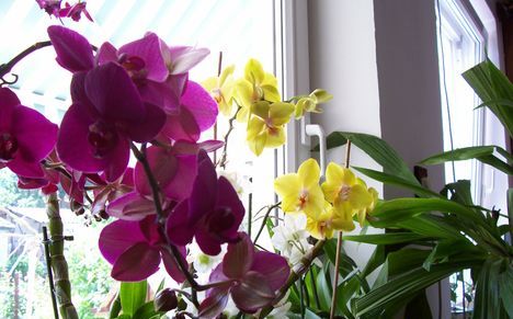 ----orchideák saját 