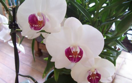 ----saját orchidea 