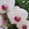 ----saját orchidea 