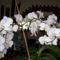 ----sajat orchidea 2