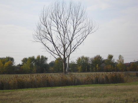 a mező őrei