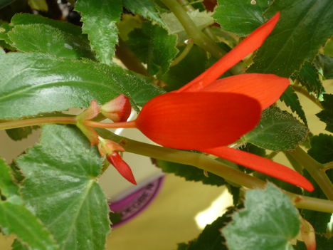 Begonia boliviensis.(Csillagszóró Beg