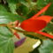 Begonia boliviensis.(Csillagszóró Beg