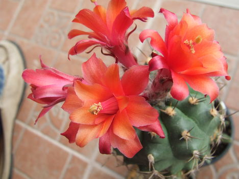 DSCF6322