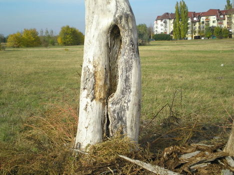 megsebezve