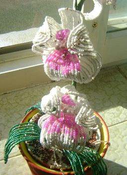 Orchidea