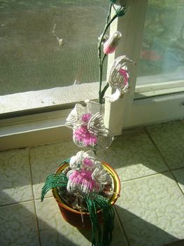Orchidea