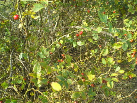 P1010005