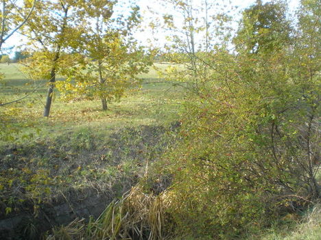 P1010009