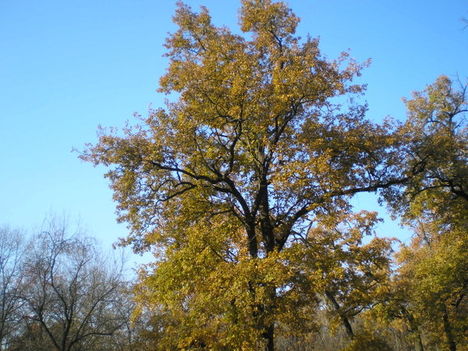 P1010015