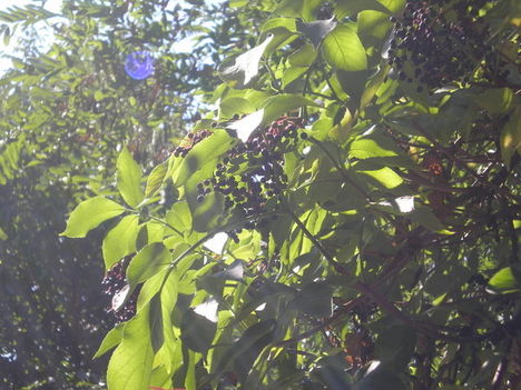 P1010026