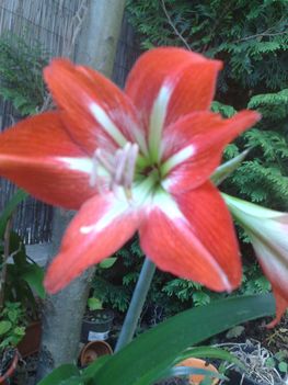 20100615525