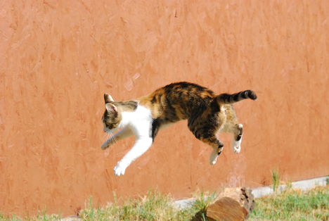 Hopp