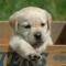 labrador_retriever_puppy_2