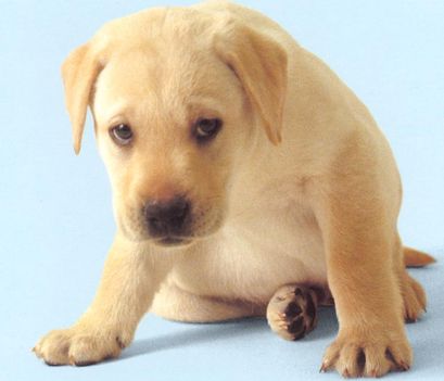 Labrador-Puppy