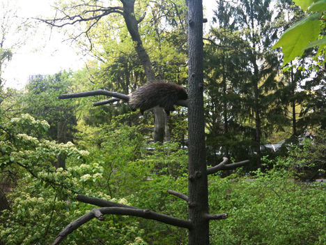 Légtorrnászok 6